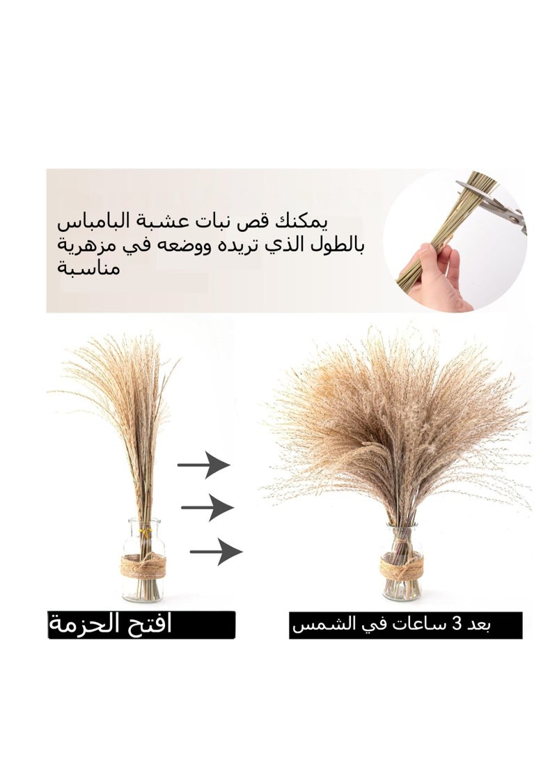 Generic 50PCS Pampas Grass Decor, 18 inch Dried Pampas Grass for Home Table Vase Rustic Farmhouse Decor, Fall Decor Wedding Decorations  - Image 2
