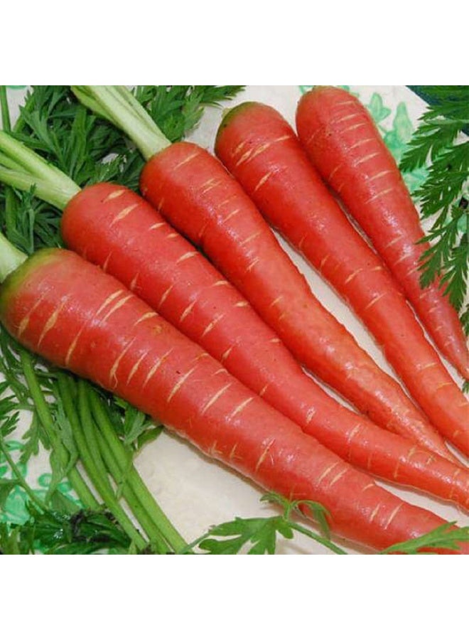 Carrot Red Long Desi Vegetable Seeds