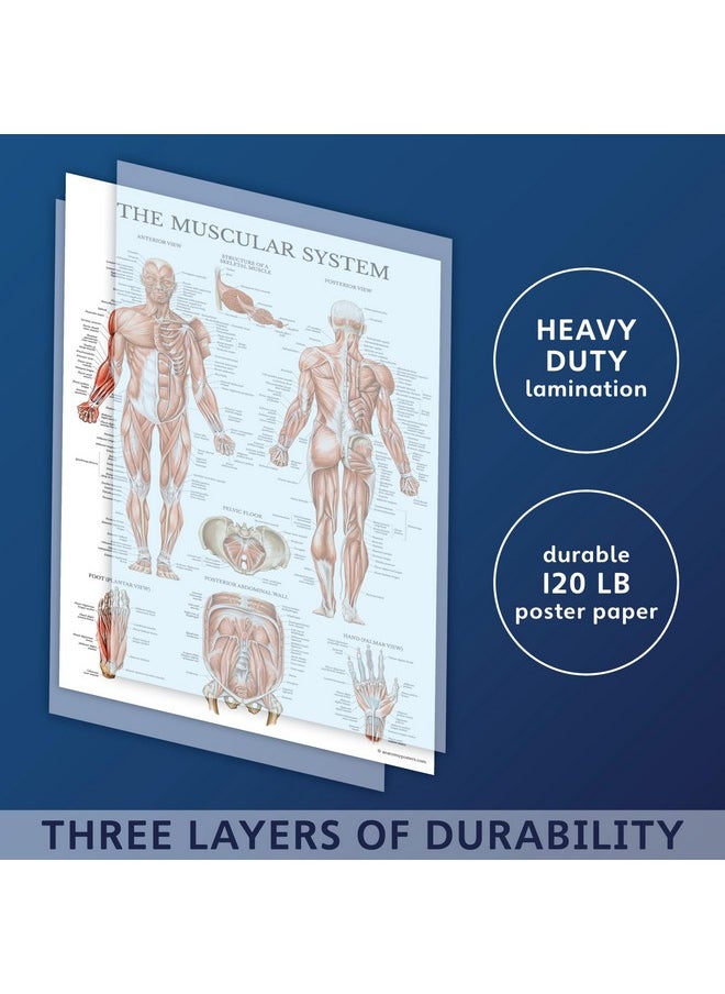 Palace Learning 16 Pack - Anatomical Posters - Laminated - Muscular, Skeletal, Digestive, Respiratory, Circulatory, Endocrine, Lymphatic, Male & Female, Nervous, Spinal Nerves, Anatomy Charts - 18" x 24"  - Image 3