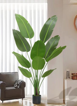 Bird of Paradise Tree
