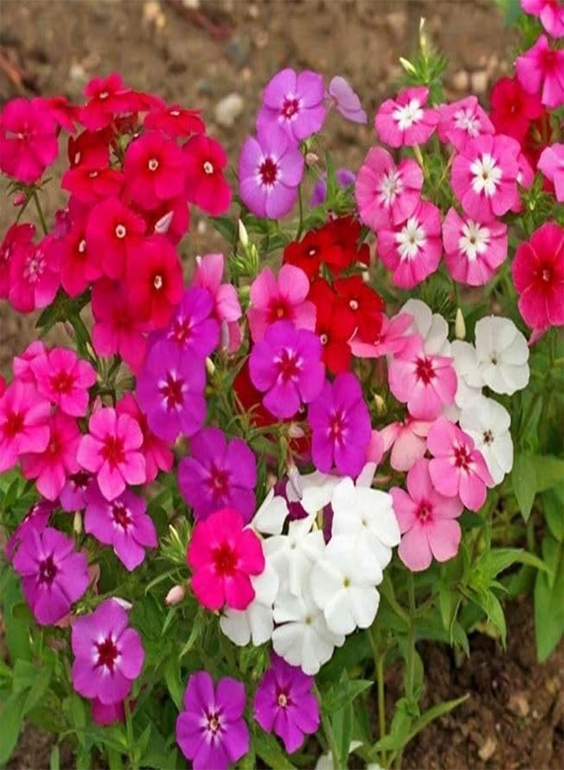 GGOOT Phlox Cecili Dwarf 30 seeds + Plant tag +  - Phlox drummondii nana compacta