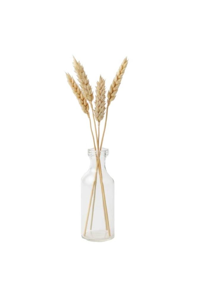 Triticum Natural , Without Vase Dried 5 Stems - 55cm, Netherlands