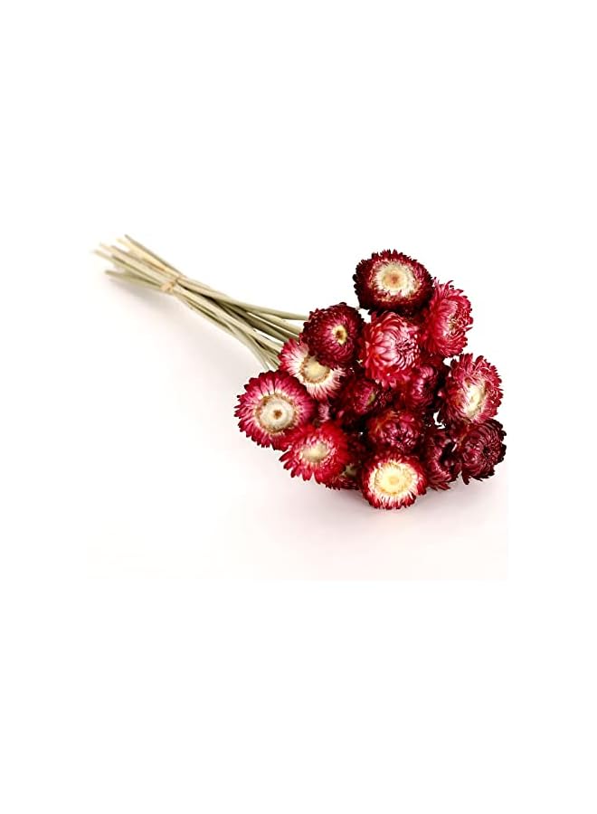 The Bros باقة زهور مجففة 40 قطعة من الأقحوان 100% زهور مجففة طبيعية مع ساق لتزيين المنزل، حفلات، ترتيب DIY، قش القمح بالجملة (برغندي) - Image 3