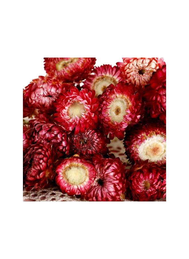 The Bros باقة زهور مجففة 40 قطعة من الأقحوان 100% زهور مجففة طبيعية مع ساق لتزيين المنزل، حفلات، ترتيب DIY، قش القمح بالجملة (برغندي) - Image 4