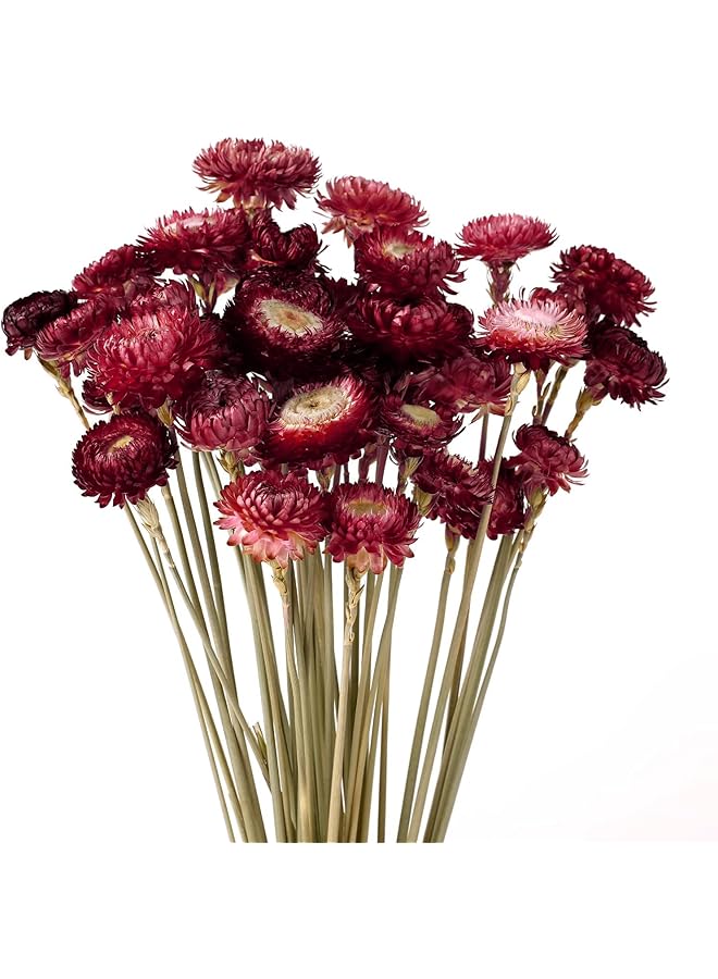 The Bros باقة زهور مجففة 40 قطعة من الأقحوان 100% زهور مجففة طبيعية مع ساق لتزيين المنزل، حفلات، ترتيب DIY، قش القمح بالجملة (برغندي) - Image 1