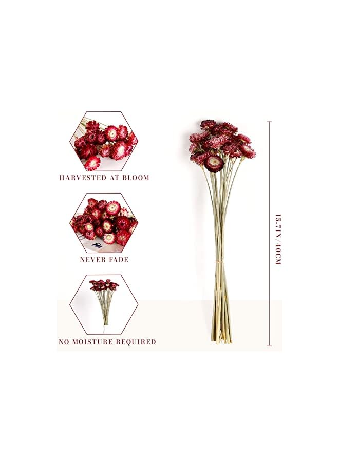 The Bros باقة زهور مجففة 40 قطعة من الأقحوان 100% زهور مجففة طبيعية مع ساق لتزيين المنزل، حفلات، ترتيب DIY، قش القمح بالجملة (برغندي) - Image 2