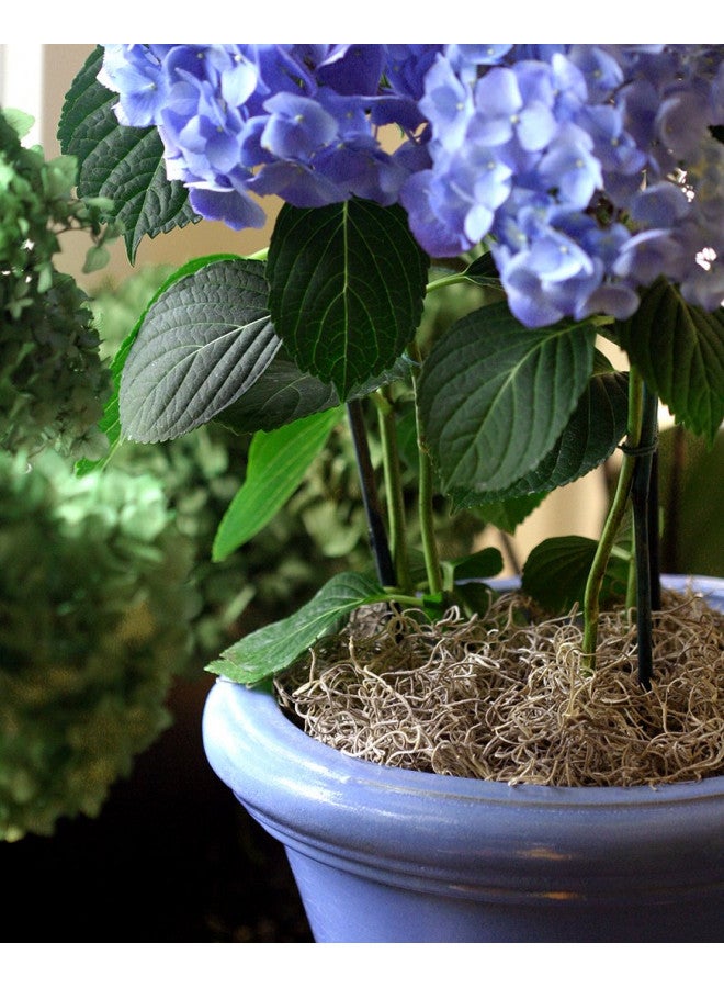 SuperMoss (26914) Spanish Moss Preserved, Natural, 8oz (200 cubic inch) - Image 3