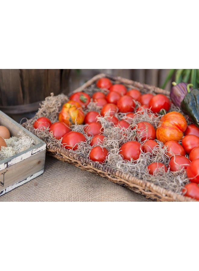 SuperMoss (26914) Spanish Moss Preserved, Natural, 8oz (200 cubic inch) - Image 4