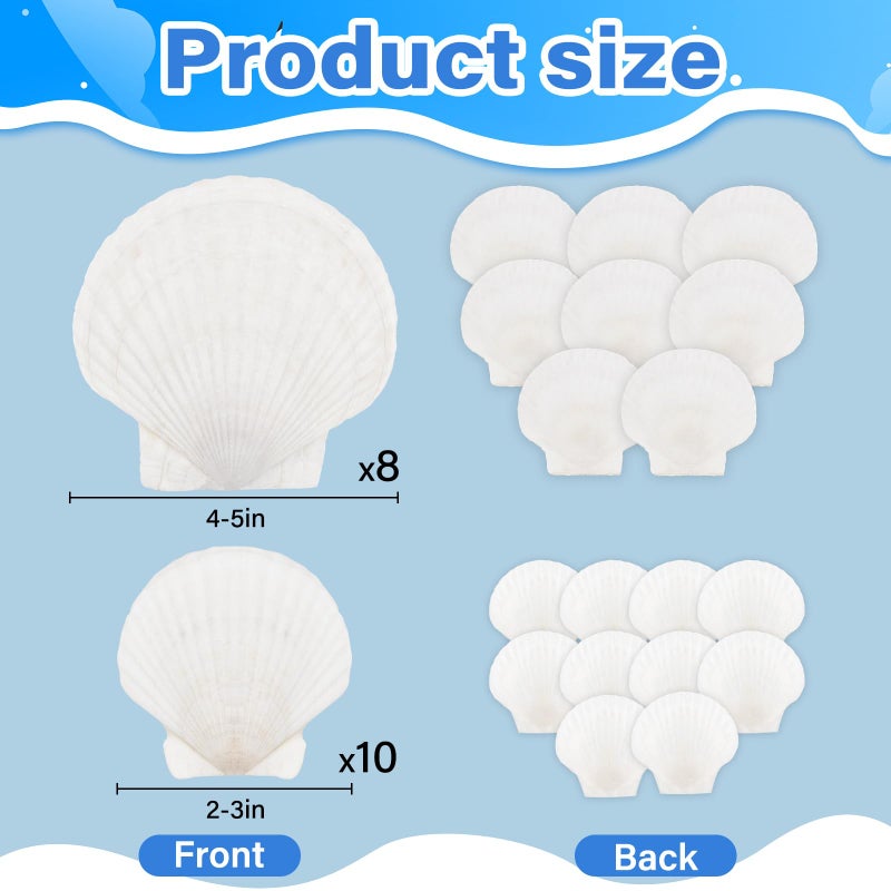 OOOFAYE 18PCS White Large Scallop Purely Natural Seashells 4-5in and Medium Shells 2-3in for Crafting, Scallop Shells Bulk for Beach Wedding Decorations, Ocean Seashell Party Decorations, Cooking or Painting - Image 2