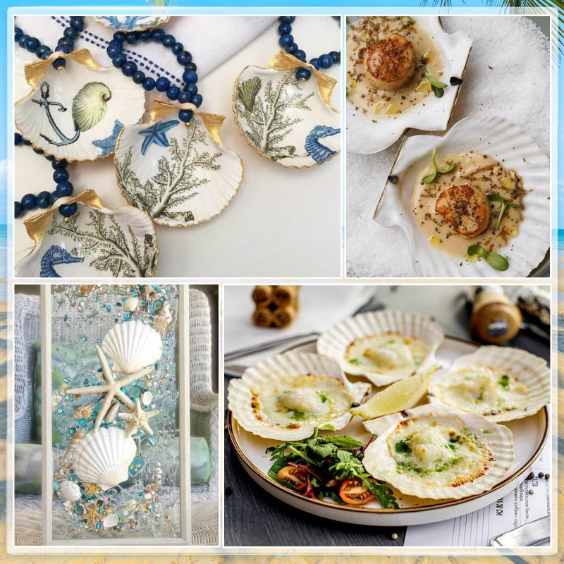 OOOFAYE 18PCS White Large Scallop Purely Natural Seashells 4-5in and Medium Shells 2-3in for Crafting, Scallop Shells Bulk for Beach Wedding Decorations, Ocean Seashell Party Decorations, Cooking or Painting - Image 4