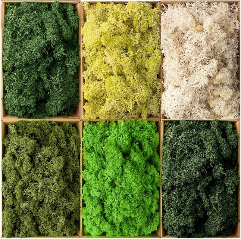 eBoot طحالب موس محفوظة موس الرنّة بالجملة موس طبيعي متعدد الألوان للحرف اليدوية DIY فنون مكتب ديكور جدار المنزل 265 رطل - Image 1