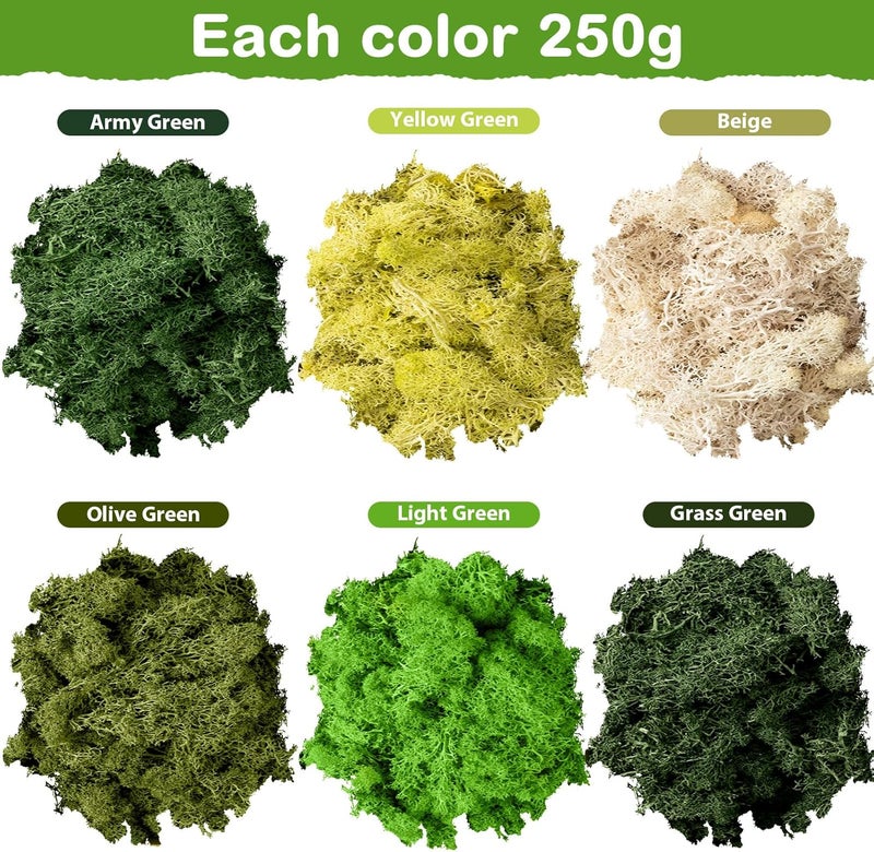 eBoot طحالب موس محفوظة موس الرنّة بالجملة موس طبيعي متعدد الألوان للحرف اليدوية DIY فنون مكتب ديكور جدار المنزل 265 رطل - Image 2