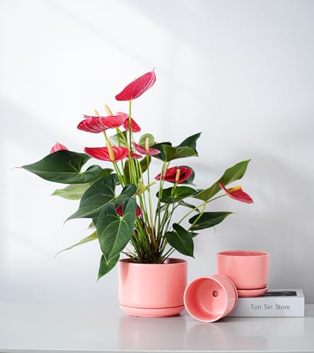 Ton Sin Ceramic Plant Pot with Drainage Hole and Saucer for Indoor Plants, Decorative Round Flower Pot for House Plants, Succulent Orchid Planter(Matte Orange) - Image 2