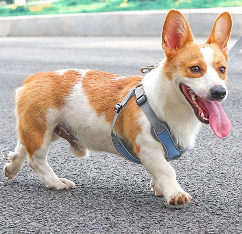 cheekyglo PT09 Pet Dog Puppy NoPull Harness Walking Training Harness with Leash Reflective Vest (Blue, XSmall)XSmall Blue - Image 2