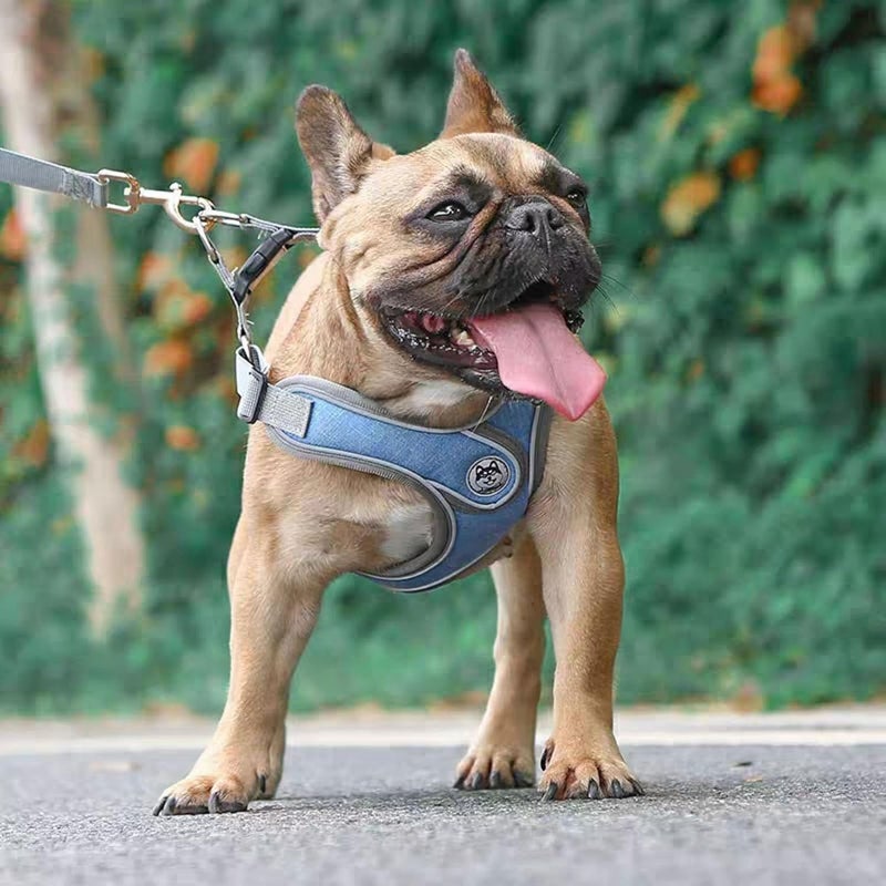 cheekyglo PT09 Pet Dog Puppy NoPull Harness Walking Training Harness with Leash Reflective Vest (Blue, XSmall)XSmall Blue - Image 5