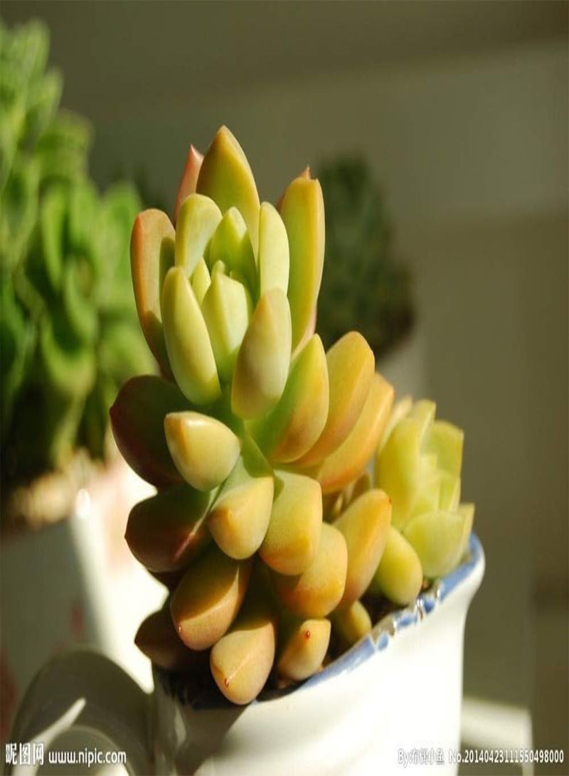 GGOOT New 200 Pcs Echeveria Purpusorum Succulent Plant Seeds for Gardening Light Brown Green - Image 3