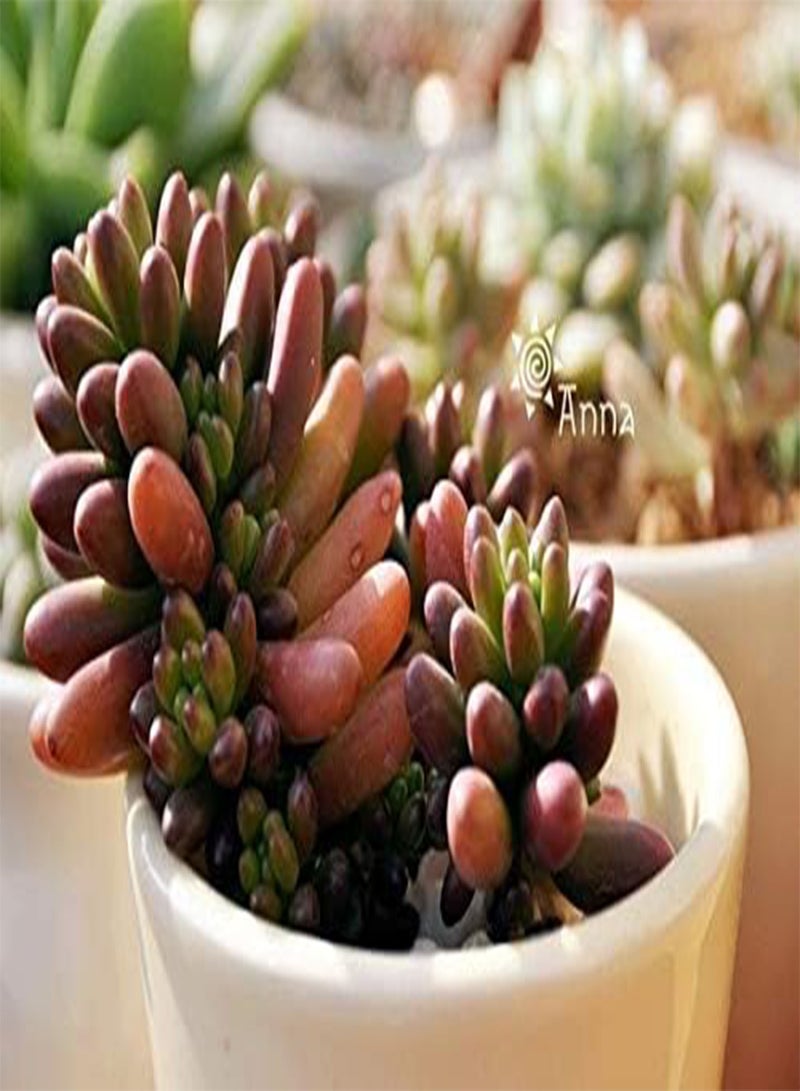 GGOOT New 200 Pcs Echeveria Purpusorum Succulent Plant Seeds for Gardening Light Brown Green - Image 1