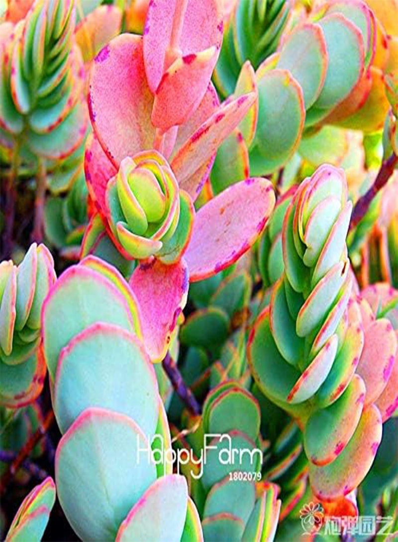 GGOOT New 200 Pcs Echeveria Purpusorum Succulent Plant Seeds for Gardening Light Brown Green - Image 4