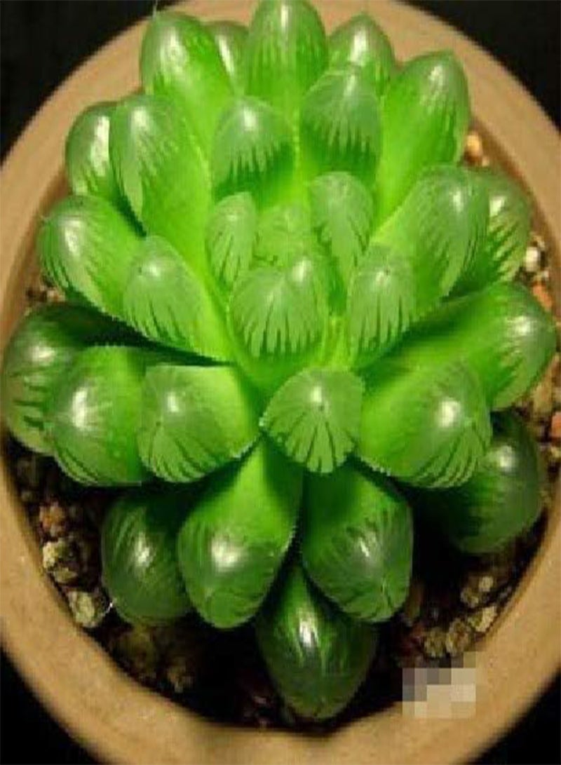 GGOOT New 200 Pcs Echeveria Purpusorum Succulent Plant Seeds for Gardening Light Brown Green - Image 2