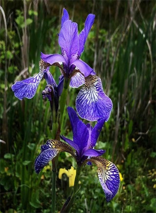 Rare Flower Seeds 100+Seeds Iris Setosa Blue Purple Yellow Rustic Flag Seeds Dwarf Arctic - pzsku/ZC16D9879D38CC83E00BDZ/45/_/1740460842/54db33d1-dec4-48e1-a969-29bc8a055835
