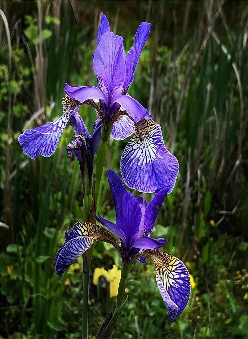 Rare Flower Seeds 100+Seeds Iris Setosa Blue Purple Yellow Rustic Flag Seeds Dwarf Arctic