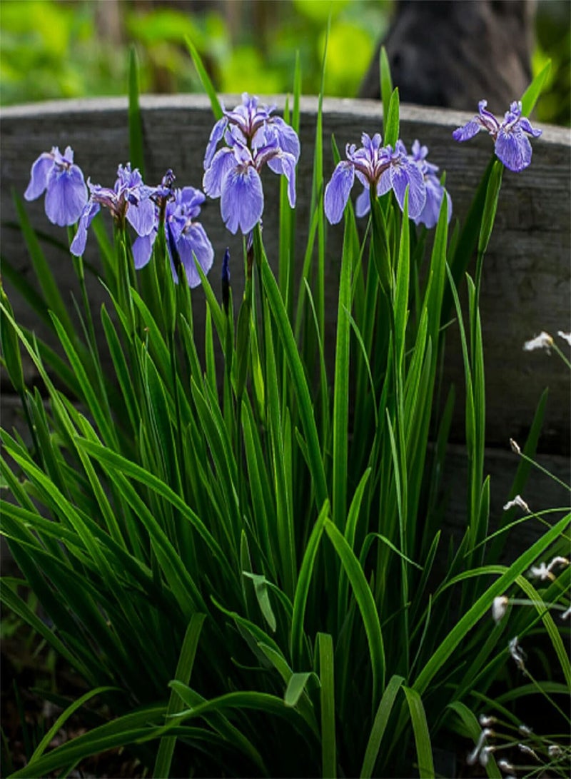 Rare Flower Seeds 100+Seeds Iris Setosa Blue Purple Yellow Rustic Flag Seeds Dwarf Arctic