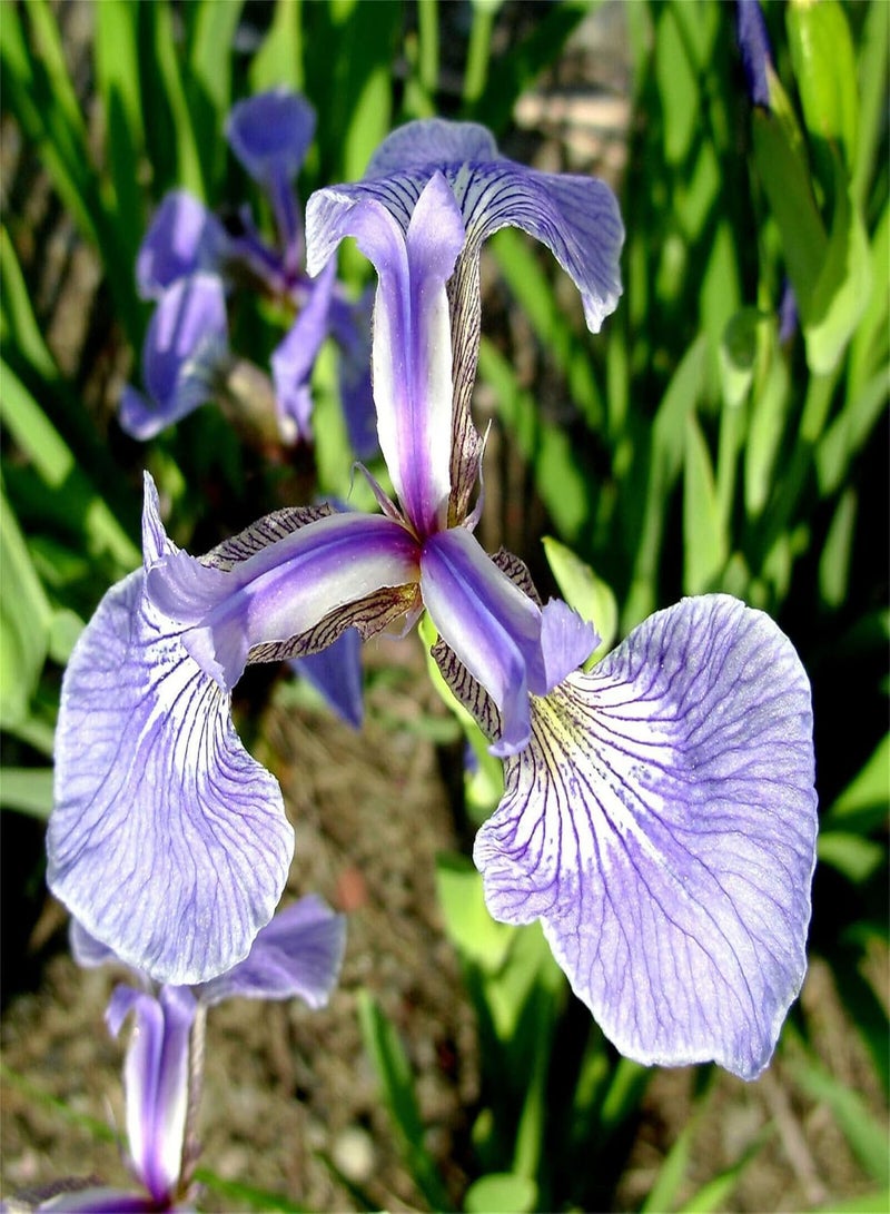 Rare Flower Seeds 100+Seeds Iris Setosa Blue Purple Yellow Rustic Flag Seeds Dwarf Arctic