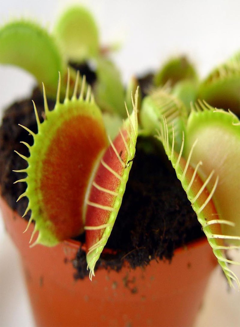 GGOOT Venus Flytrap Rare Giant Mix Species Carnivorous House Plant Seeds - 5 Fresh Rare Seeds - Image 1