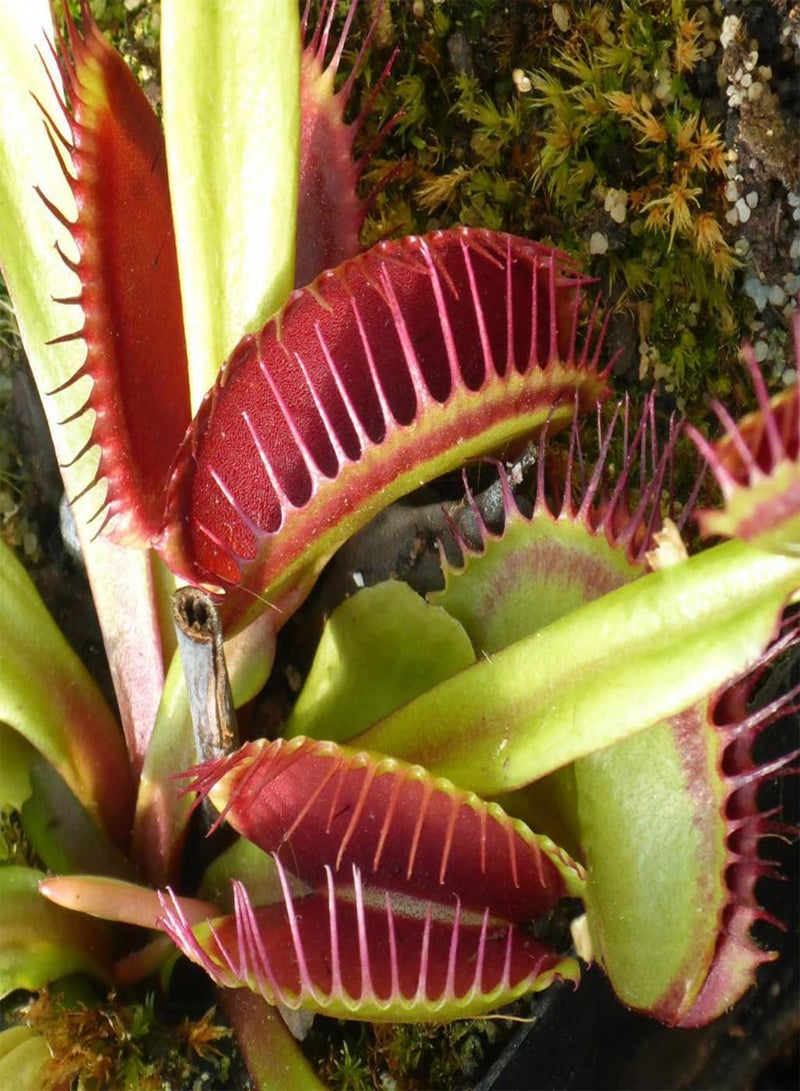 GGOOT Venus Flytrap Rare Giant Mix Species Carnivorous House Plant Seeds - 5 Fresh Rare Seeds - Image 2