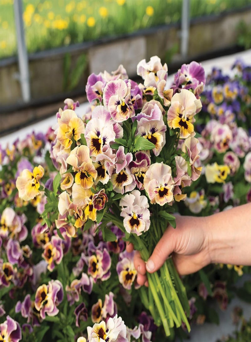 GGOOT Flower Seeds 80+ Pcs Plants Pansy Seeds Pansy Flirty Skirts Mix Pansy Seeds Viola Seeds - Image 2
