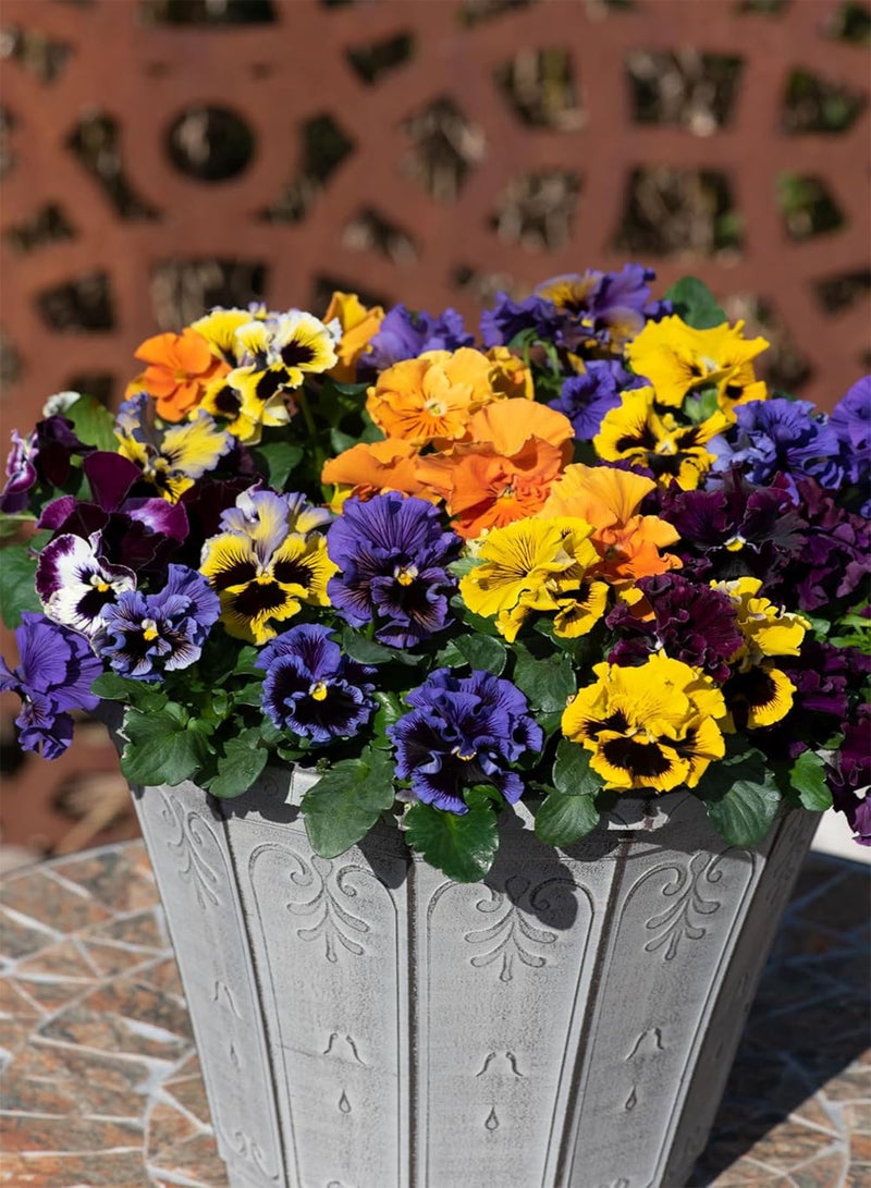 GGOOT Flower Seeds 80+ Pcs Plants Pansy Seeds Pansy Flirty Skirts Mix Pansy Seeds Viola Seeds - Image 4