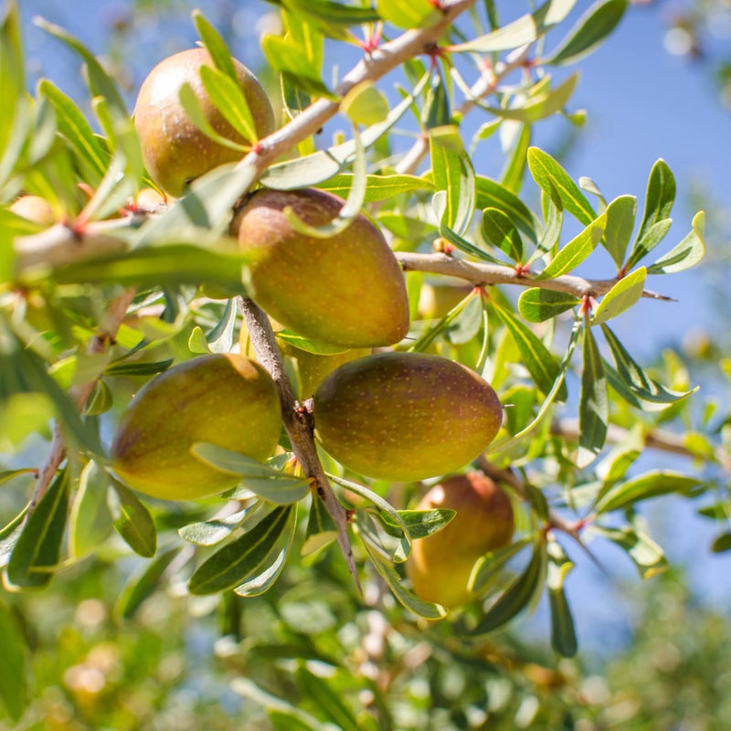 Arganmidas Argamidas Moroccan Argan Oil -Fresh Curls Essence 200ml - Image 2