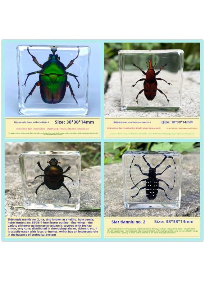 Insect Specimen Real Mono Fairy Amber Scarab Book Town Home Desk Decoration Mantis Spider Scorpion Factory-Color:2 Common Insects Four  - Image 1
