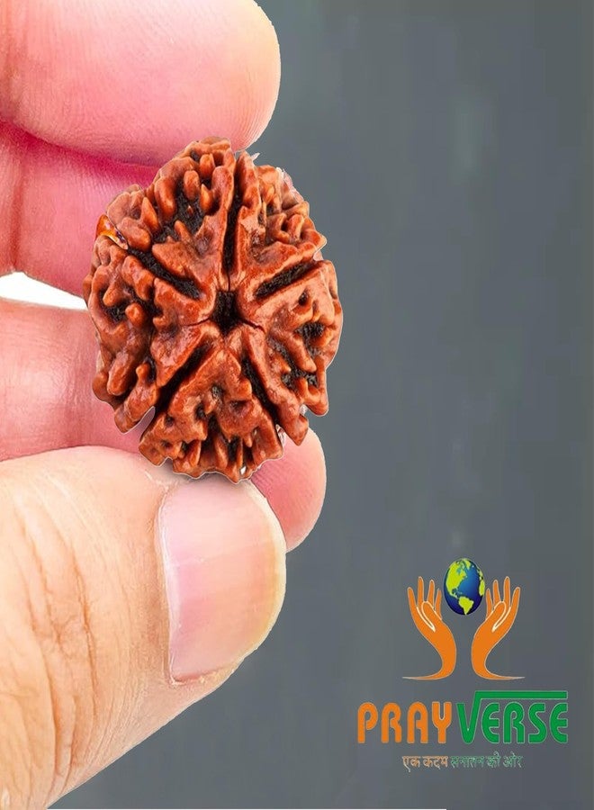 PRAYVERSE 05 Mukhi Rudraksha أصلي مع شهادة/Shiv ji/Mahadev Rudraksha أصلي معتمد للرجال والنساء والأطفال - Image 2