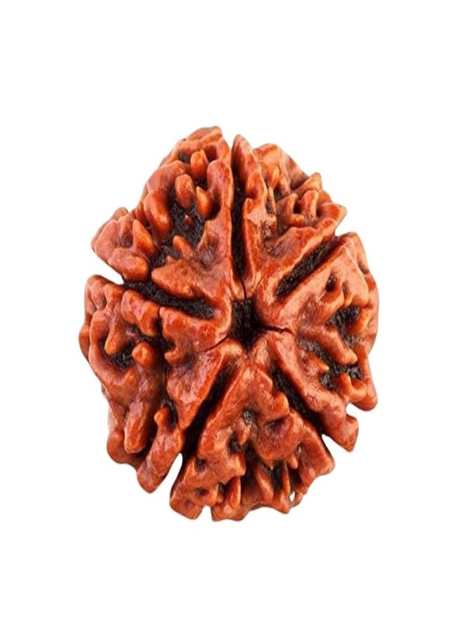 PRAYVERSE 05 Mukhi Rudraksha أصلي مع شهادة/Shiv ji/Mahadev Rudraksha أصلي معتمد للرجال والنساء والأطفال - Image 1