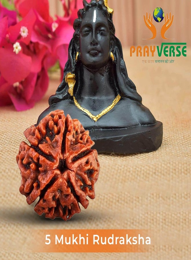 PRAYVERSE 05 Mukhi Rudraksha أصلي مع شهادة/Shiv ji/Mahadev Rudraksha أصلي معتمد للرجال والنساء والأطفال - Image 3