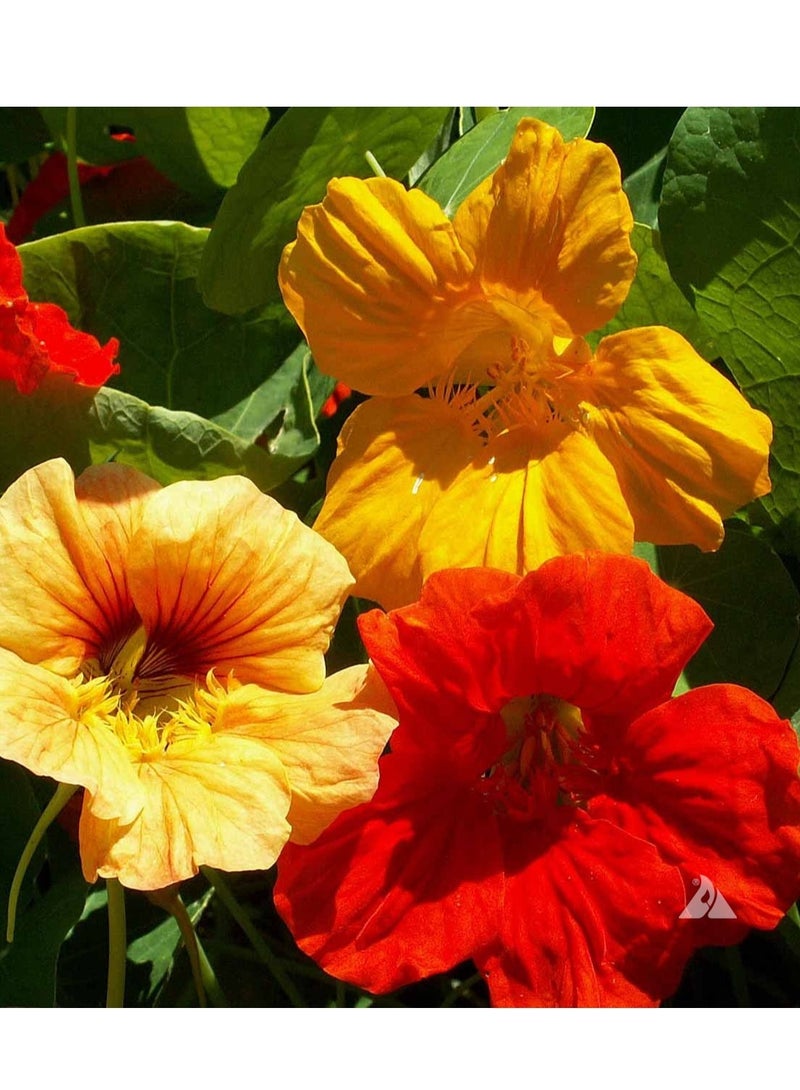 ڤسيل24 بذور Nasturtium الفاخرة من Radiant Garden Gems للأزهار الملونة والصالحة للأكل، عبوة من 3 قطع - Image 1