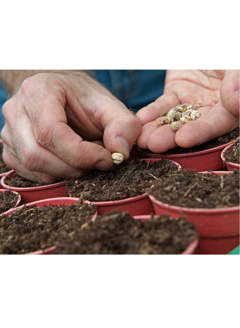 ڤسيل24 بذور Nasturtium الفاخرة من Radiant Garden Gems للأزهار الملونة والصالحة للأكل، عبوة من 3 قطع - Image 2