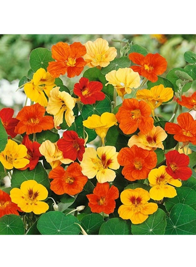 ڤسيل24 بذور Nasturtium الفاخرة من Radiant Garden Gems للأزهار الملونة والصالحة للأكل، عبوة من 3 قطع - Image 3