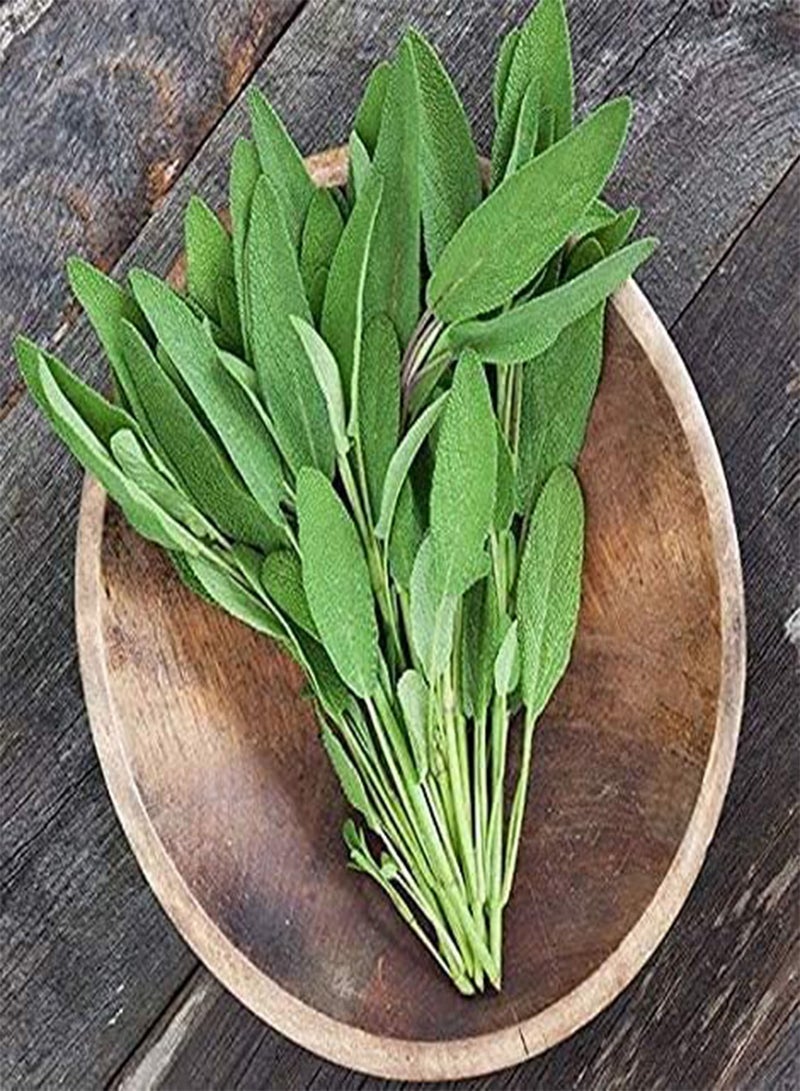 جي جوت 100 قطعة من بذور المريمية بأوراق خضراء فريدة وأزهار صيفية زرقاء وأرجوانية وأعشاب لا غنى عنها في الحديقة، استخدام واسع، نباتات زينة قوية وسهلة العناية - Image 2