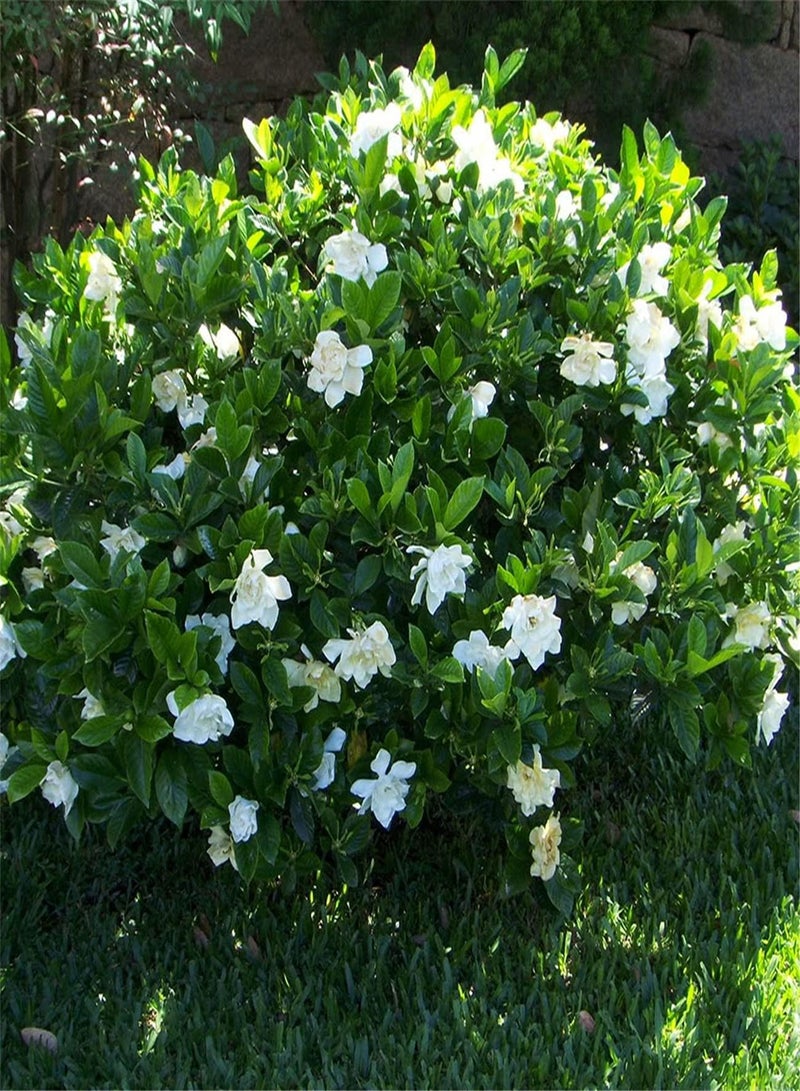 GGOOT Imported Jasmine Seeds-Garden Collection Gift Seeds Strong Growing Plant-Focusing on Quality of Each Seed-100pcs - Image 1