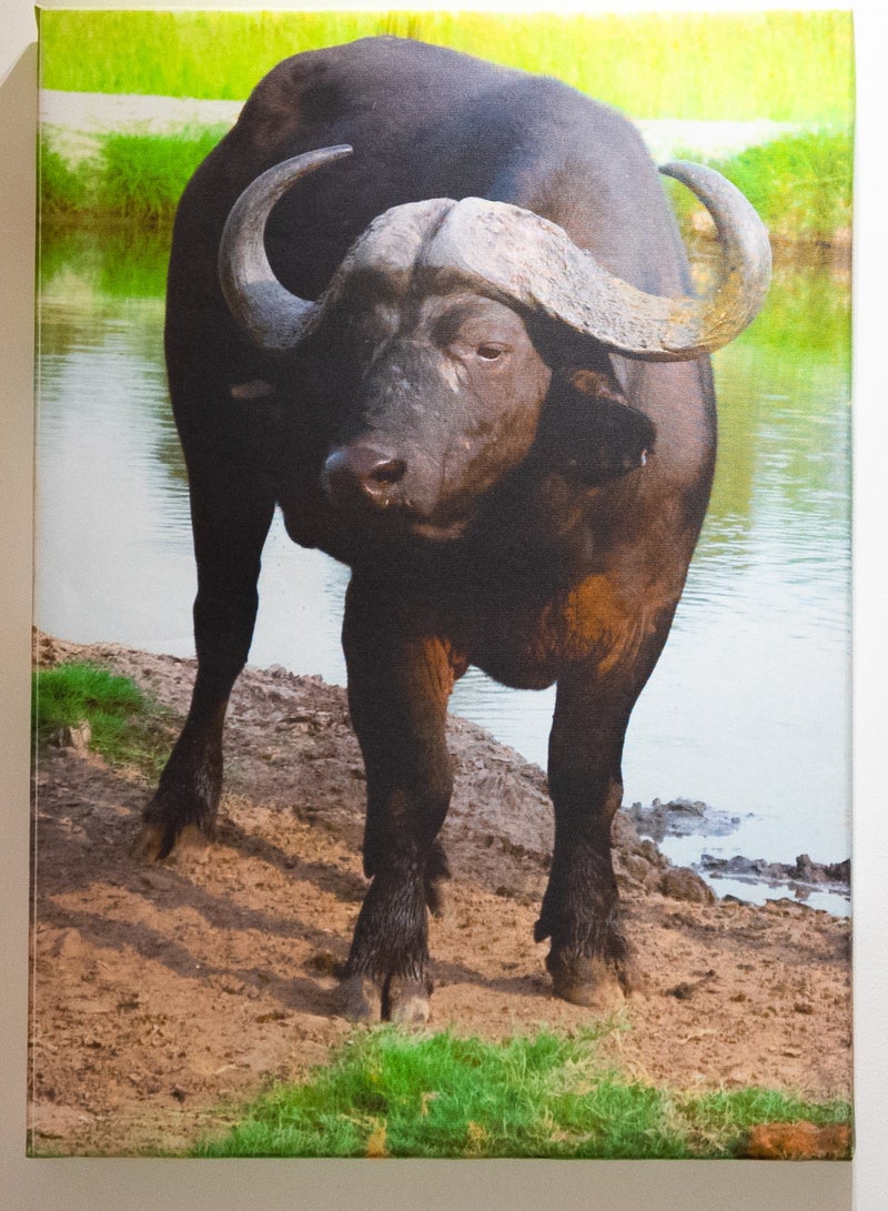 Buffalo at Dusk Canvas Wall Frame - Image 4