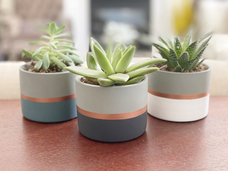 Chez JuJu Assorted Nordic Cement Succulent Pots 3.5" Planters with Drainage | 3 Pack - Image 1