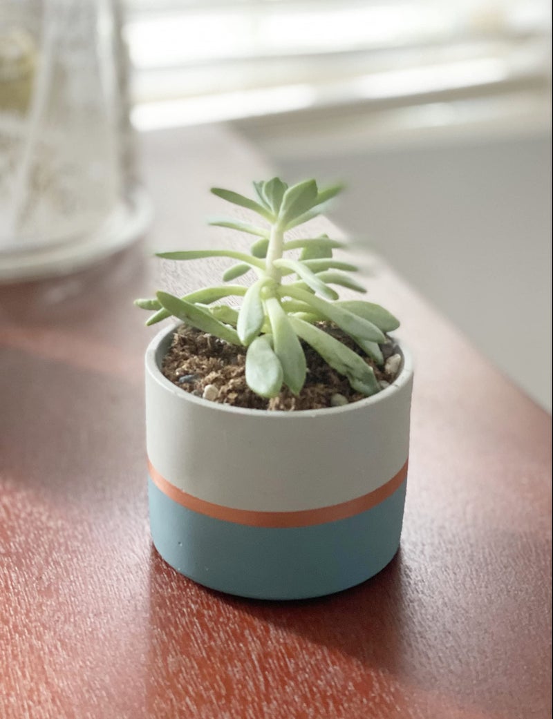 Chez JuJu Assorted Nordic Cement Succulent Pots 3.5" Planters with Drainage | 3 Pack - Image 3