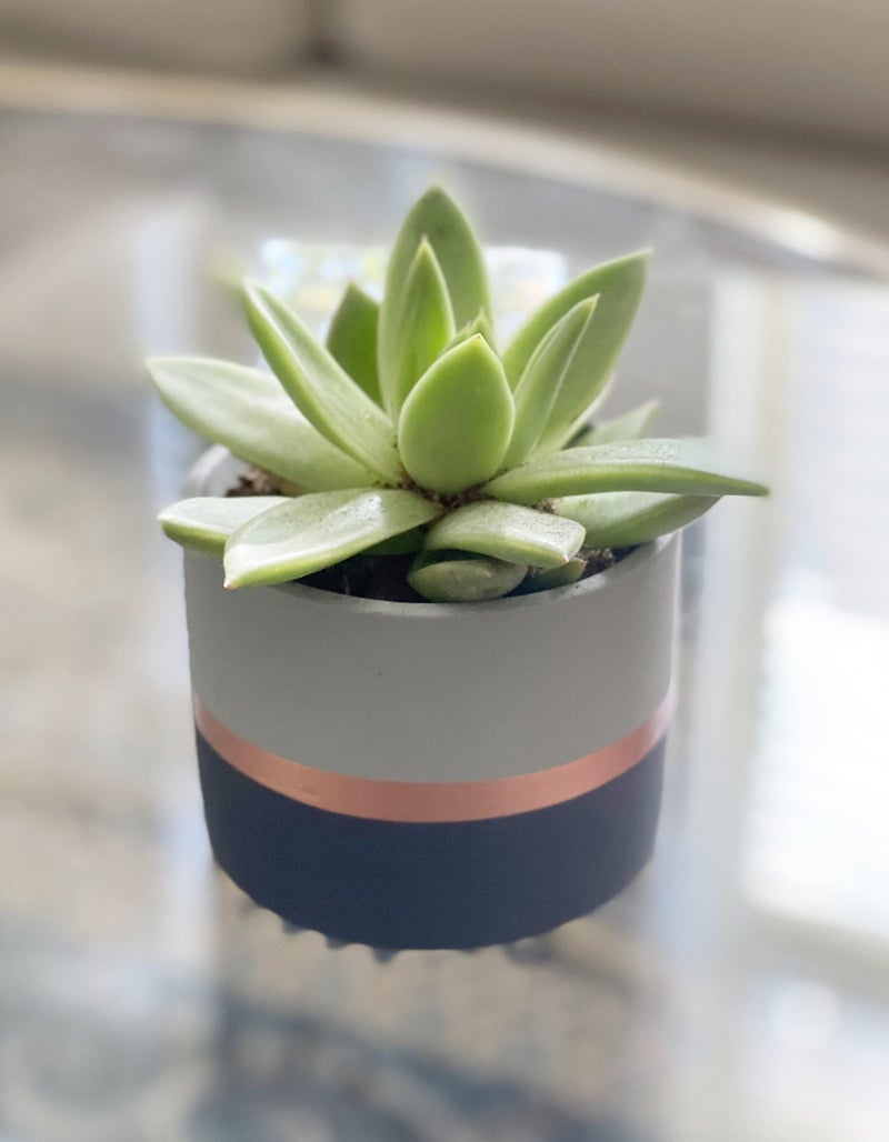 Chez JuJu Assorted Nordic Cement Succulent Pots 3.5" Planters with Drainage | 3 Pack - Image 4