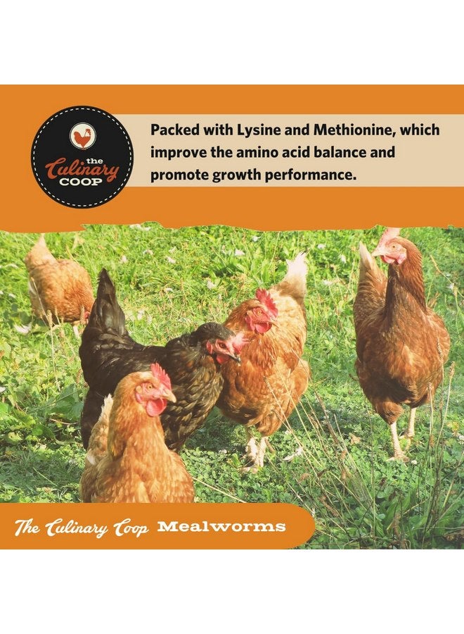 فلكرز مكافآت الدجاج الفاخرة من Fluker's Culinary Coop، ديدان الطحين، 3.5 أونصة، ديدان عالية البروتين، مكافأة مغذية - Image 2