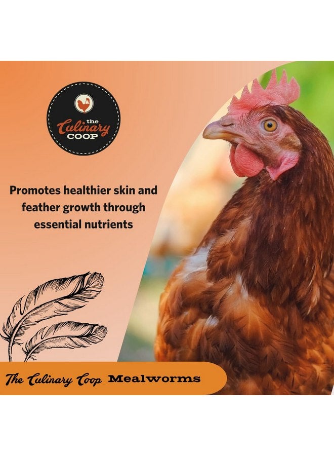 فلكرز مكافآت الدجاج الفاخرة من Fluker's Culinary Coop، ديدان الطحين، 3.5 أونصة، ديدان عالية البروتين، مكافأة مغذية - Image 3