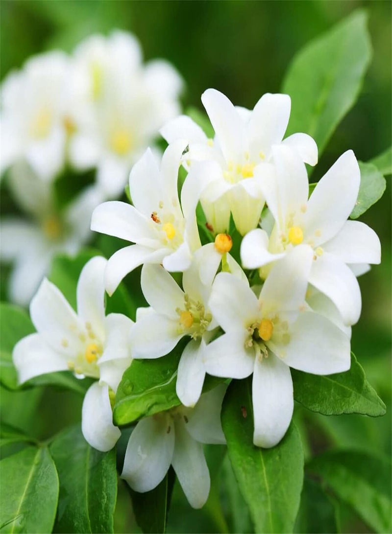 جي جوت بذور الياسمين المعطرة للزراعة/رائحة ساحرة/إثارة حسد الجيران/استمتع بزراعة نباتات الحديقة/بذور حديقة تراثية - ٥٠٠ بذرة - Image 1