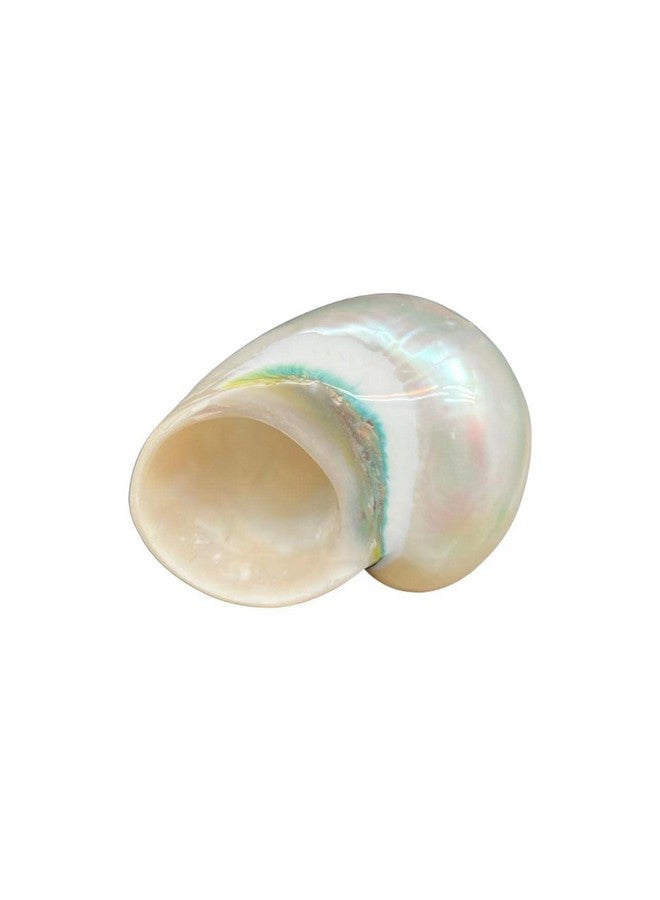 Generic 1PC Natural Fluorescent Conch.(3.5Inch ~4inch) Can be Used as Hermit Crab Replacement Shells, Fish Tank Aquarium Ornaments, etc…  - Image 2
