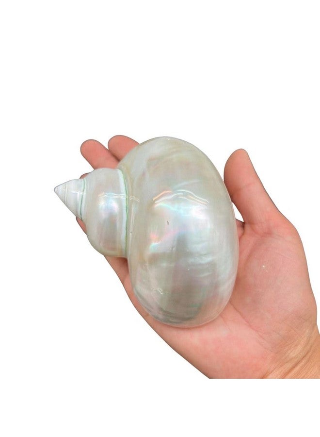 Generic 1PC Natural Fluorescent Conch.(3.5Inch ~4inch) Can be Used as Hermit Crab Replacement Shells, Fish Tank Aquarium Ornaments, etc…  - Image 1